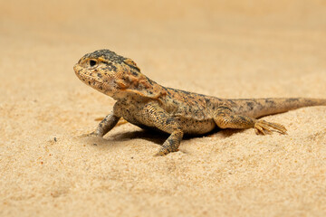 Toad-headed Agama or Secret Toadhead Agama (Phrynocephalus mystaceus) is a species of agamid lizard. 