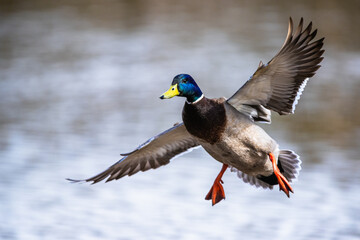 Obraz premium Male of Mallard, Anas platyrhynchos, bird in flight over spring lake