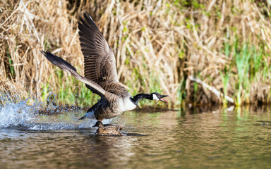 Canada Goose, Branta canadensis, bird running on water. - 788136183