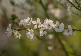 tree blossom