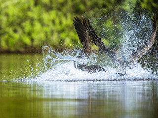 Canada Goose, Branta canadensis, geese in a water fight. - 788136598