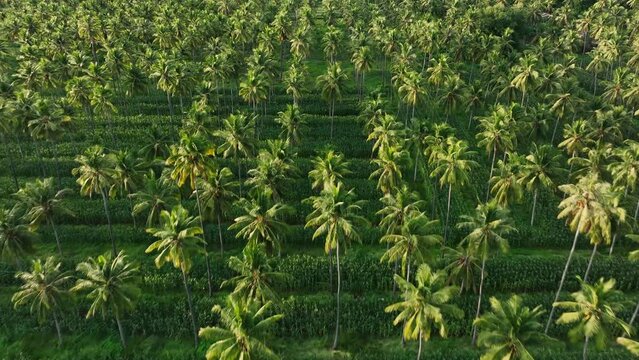 Aerial treetop view coconut plantation with corn intercropping in Indonesia. Scenic drone flyover