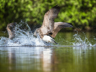 Canada Goose, Branta canadensis, geese in a water fight. - 788136736