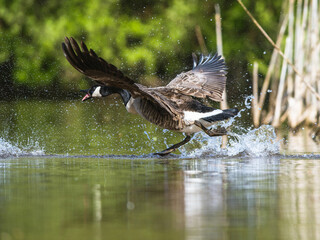 Canada Goose, Branta canadensis, bird running on water.