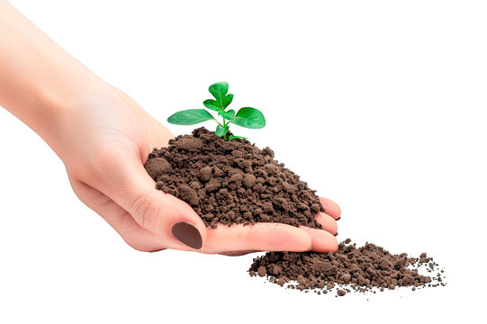 Woman's hand holding a mound of soil from which a small green plant with leaves sprouts isolated on a clipped PNG transparent background