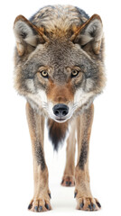 Fototapeta premium Front view gray wolf walking forward and looking sharply forward isolated on white background