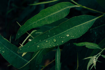 Fototapeta premium Eucalyptus leaves. branch eucalyptus tree nature background