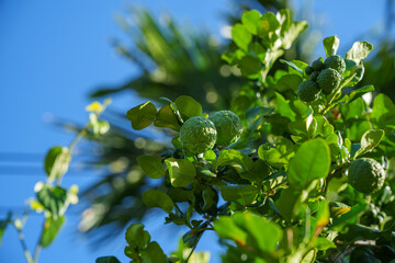 The kaffir lime fruit is still small on the tree.