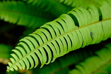Nephrolepis exaltata, the sword fern or Boston. species of fern in family Lomariopsidaceae....