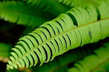 Nephrolepis exaltata, the sword fern or Boston. species of fern in family Lomariopsidaceae. greenery.  © Ika
