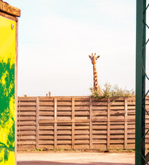 An intriguing image capturing a giraffe peering curiously over a fence, its long neck arched...