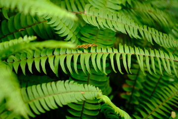Nephrolepis exaltata, the sword fern or Boston. species of fern in family Lomariopsidaceae....