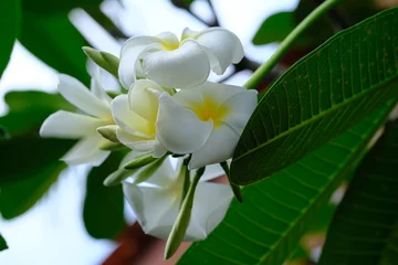 Fototapeten The Kamboja flower is a group of plants in the genus Plumeria. The shape is a small tree with sparse but thick leaves. White frangipani.  © Ika