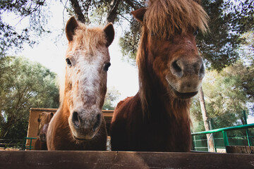 Pony Duo Curious Equine Companions
