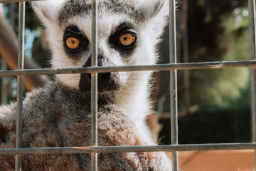 An engaging photo capturing the charm of a lemur as it stares directly into the camera, conveying curiosity and connection. Ideal for nature-themed designs. - obrazy, fototapety, plakaty