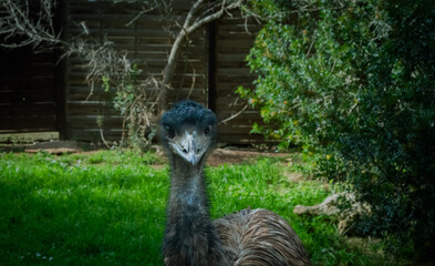 A captivating image featuring an ostrich gazing directly at the camera with intensity, showcasing...