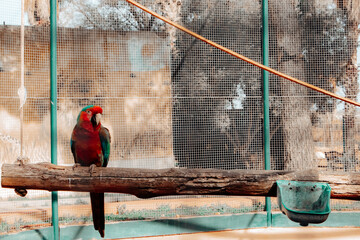A vibrant red parrot perched inside a cage, surrounded by a net. The bird's colorful feathers stand...