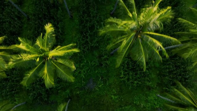 Overhead aerial view coconut palm plantation with corn intercropping agriculture in Indonesia. 