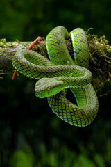 Siberut Pit viper (Trimeresurus whitteni) in the rainforest of Siberut island, Mentawai Islands in...