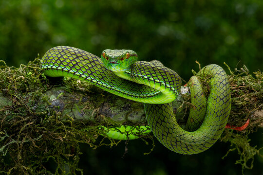 Siberut Pit viper (Trimeresurus whitteni) in the rainforest of Siberut island, Mentawai Islands in Sumatera, Indonesia.