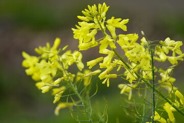 Kohlrabi blossom, Blooming plant in the 2nd year (Brassica oleracea var. gongylodes L.), is a...