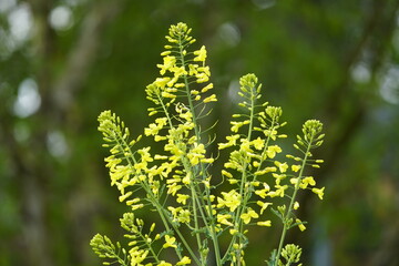 Kohlrabi blossom, Blooming plant in the 2nd year (Brassica oleracea var. gongylodes L.), is a...