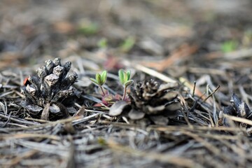 Pine cones and young sprouts on the ground in the forest