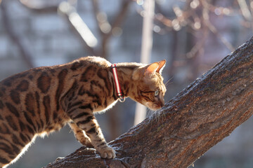 Bengal cat walking outdoor. Beautiful bengal cat on the branch of tree	
