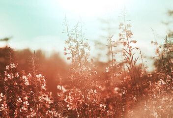Sunny meadow - 788144501