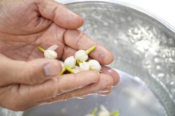 Hands holding Jasmine flowers from Pour water on the hands of revered elders.