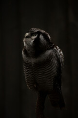 Northern hawk-owl (Surnia ulula)..