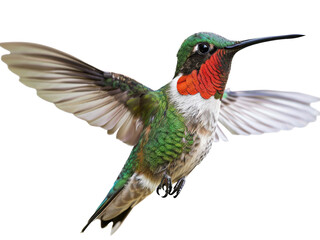 Fototapeta premium hummingbird in flight