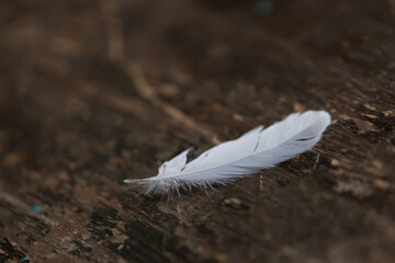 White bird feather lies on a brown wooden surface.