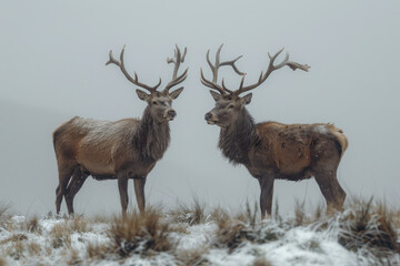 Obraz premium An image of two stags momentarily pausing their fierce battle to listen to distant sounds, staying a