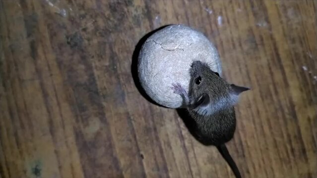 Mouse eating food