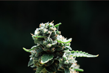 Ripe inflorescence of medical marijuana on dark background. Flowering cannabis bud. Medical cannabis growing concept. Macro shot