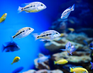 Blue saltwater aquarium