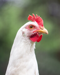 Portrait of free range white chicken leghorn breed in summer garden. Farm birds