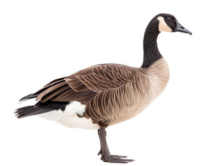 Obraz premium country goose isolated on white