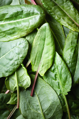 Nature texture of lush green sorrel. Fresh organic sorrel leaves close up. Food photography