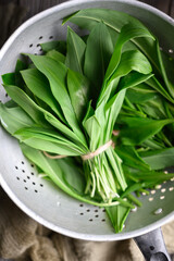 Lush green leaves of bear's wild garlic bunch in metal colander close up. Food photography