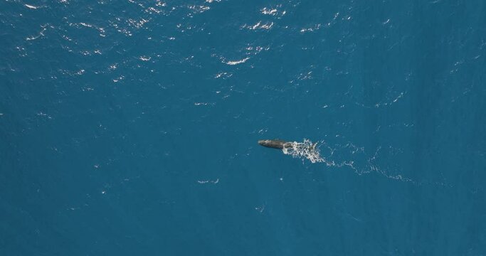 Aerial view of Sperm Whale swimming in the Indian Ocean, Mauritius.