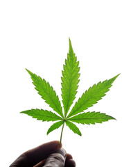 Leaf of cannabis marijuana in hand isolated on white. Medical marijuana growing concept