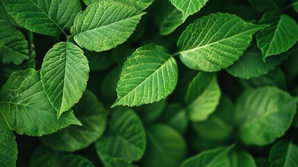 Asthetic Leaf Background