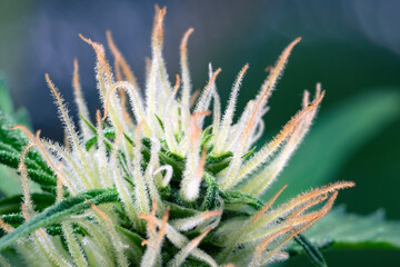 Hairy trichomes of flowering cannabis indica sativa bud close up. Medical marijuana growing concept. Macro shot