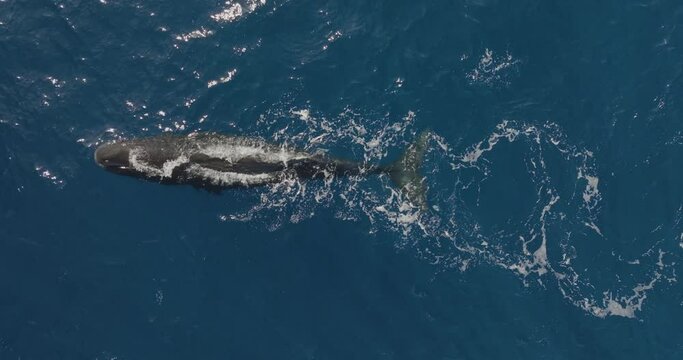 Aerial view of Sperm Whale in Indian Ocean, Mauritius.