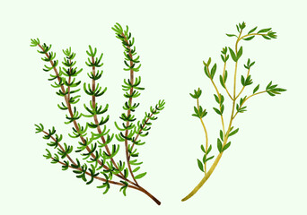 thyme leaves and branch