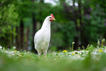 Free range white chicken leghorn breed in summer garden. Animal photography - obrazy, fototapety, plakaty
