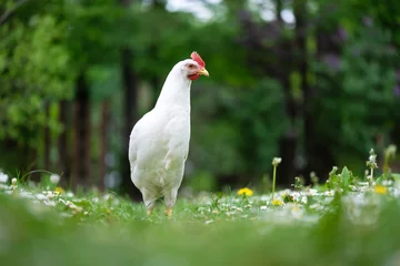 Tuinposter Free range white chicken leghorn breed in summer garden. Animal photography © Ivan Kmit