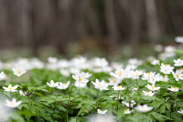 Forest meadow covered by blooming White anemone (Primerose Nemorosa) flowers
